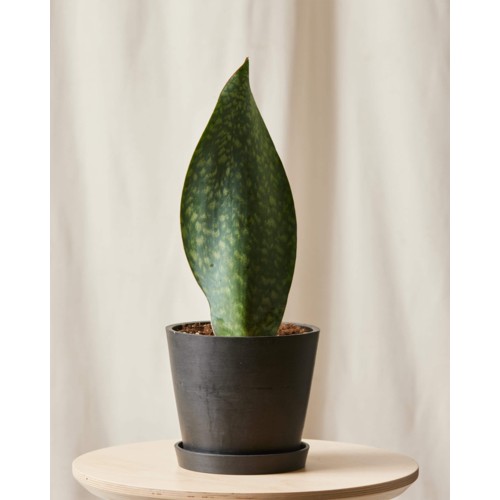 Bloomscape Whale Fin Sansevieria with Charcoal Pot