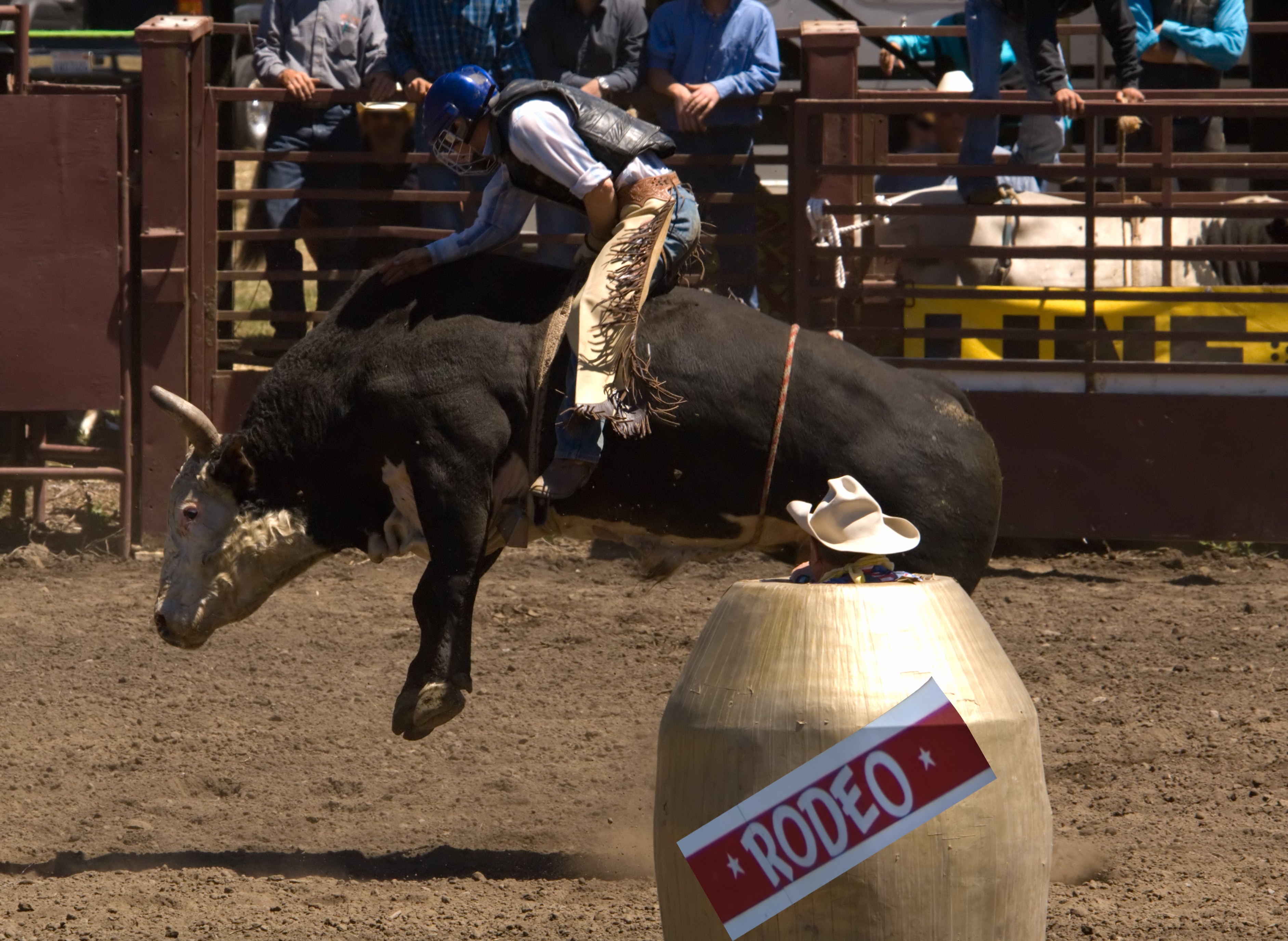 Calgary Stampede One Night Experience