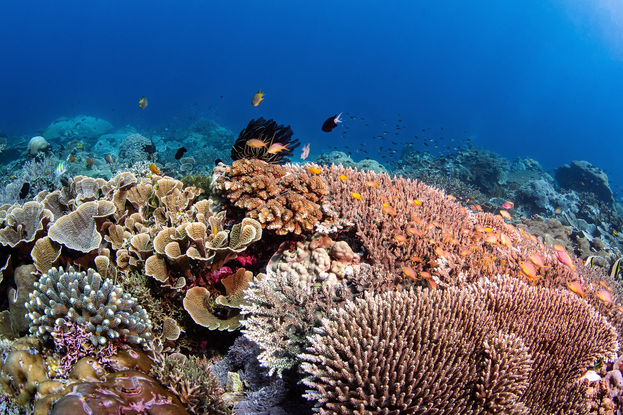 Restore Coral Reefs