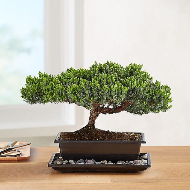 Juniper Bosai Plant