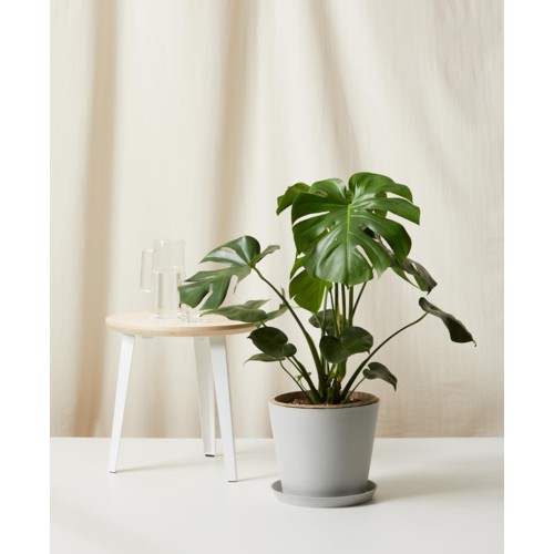 Bloomscape Monstera Deliciosa with Stone Pot